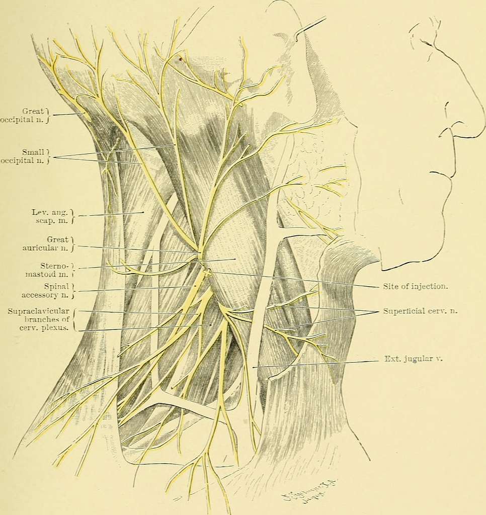 Nerves of the neck
