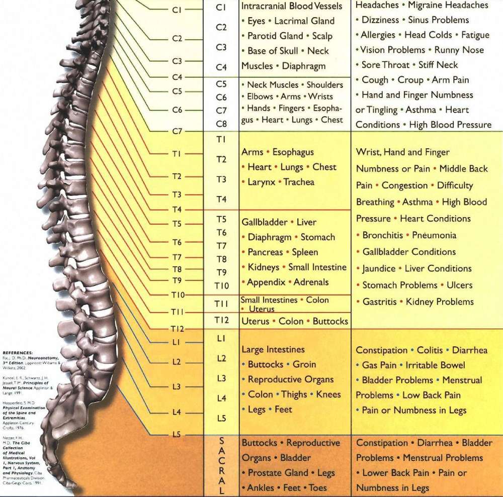 Nerve chart