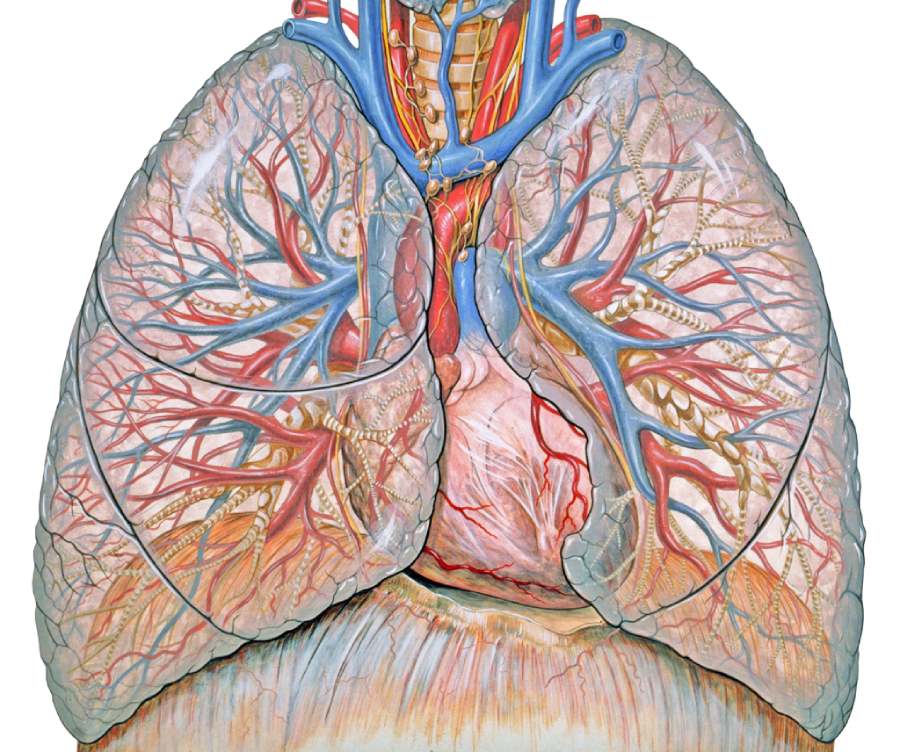 Lungs anatomy
